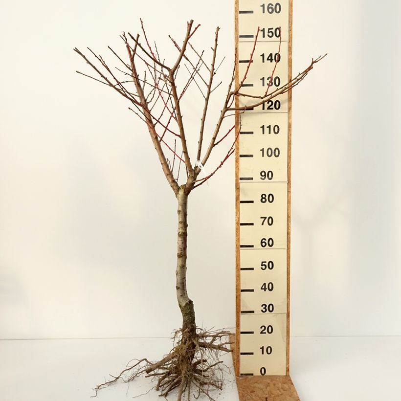Prunus persica Grosse Mignonne - Peach Tree Bare root, Goblet sample as delivered in winter