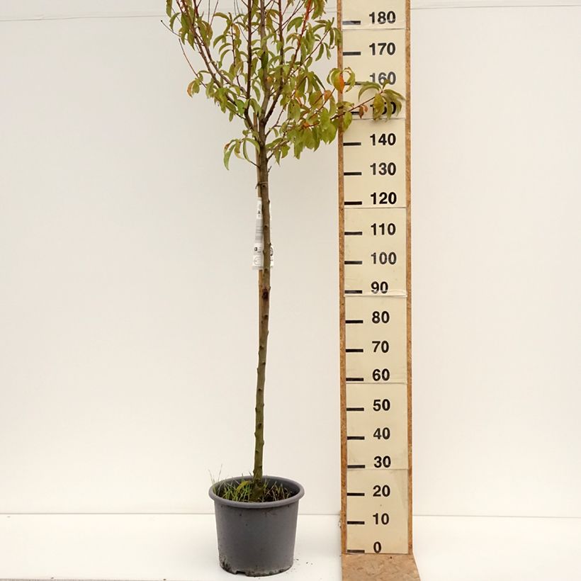 Prunus persica J.H. Hale - Peach Tree 7.5L/10L pot, Half standard sample as delivered in summer