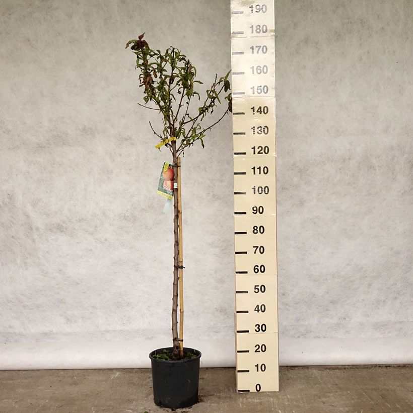 Prunus persica Michelini - Peach Tree 7.5L/10L pot, Goblet sample as delivered in spring