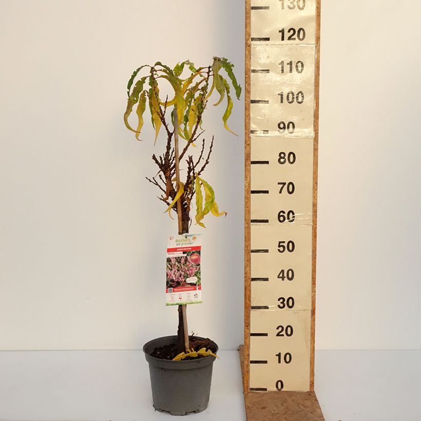 Dwarf Peach Amber Pix Zee 6L/7L pot, Quarter standard sample as delivered in autumn