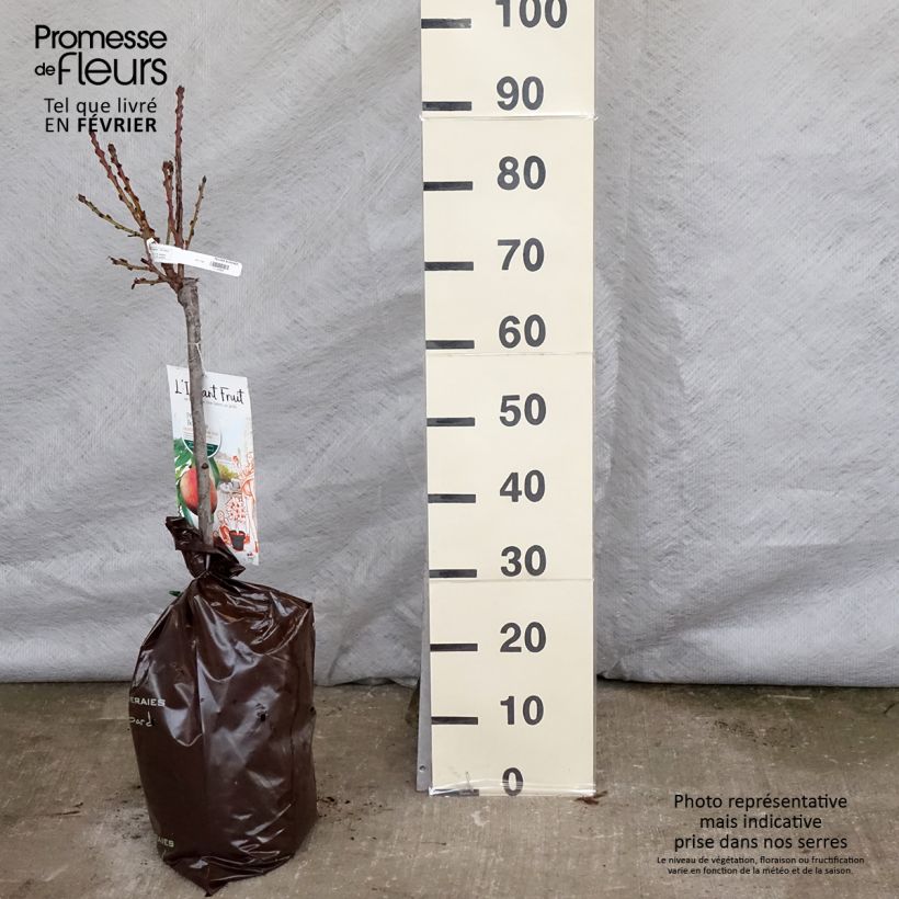 Prunus persica Bonanza - Dwarf Peach Tree Ready-to-plant root ball, Quarter standard sample as delivered in winter