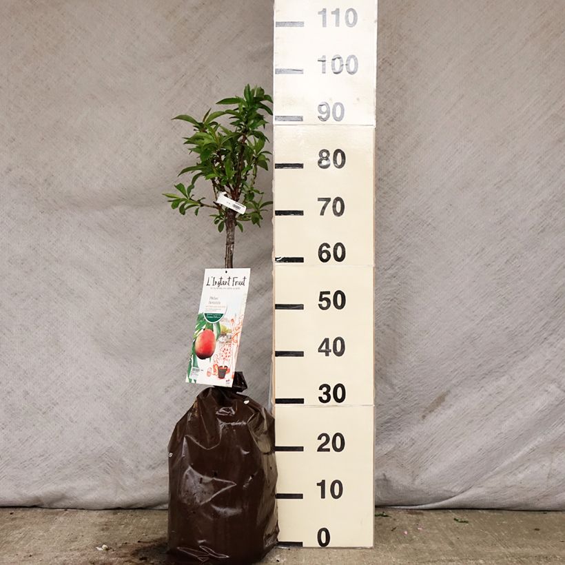 Prunus persica Bonanza - Dwarf Peach Tree Ready-to-plant root ball, Quarter standard sample as delivered in spring