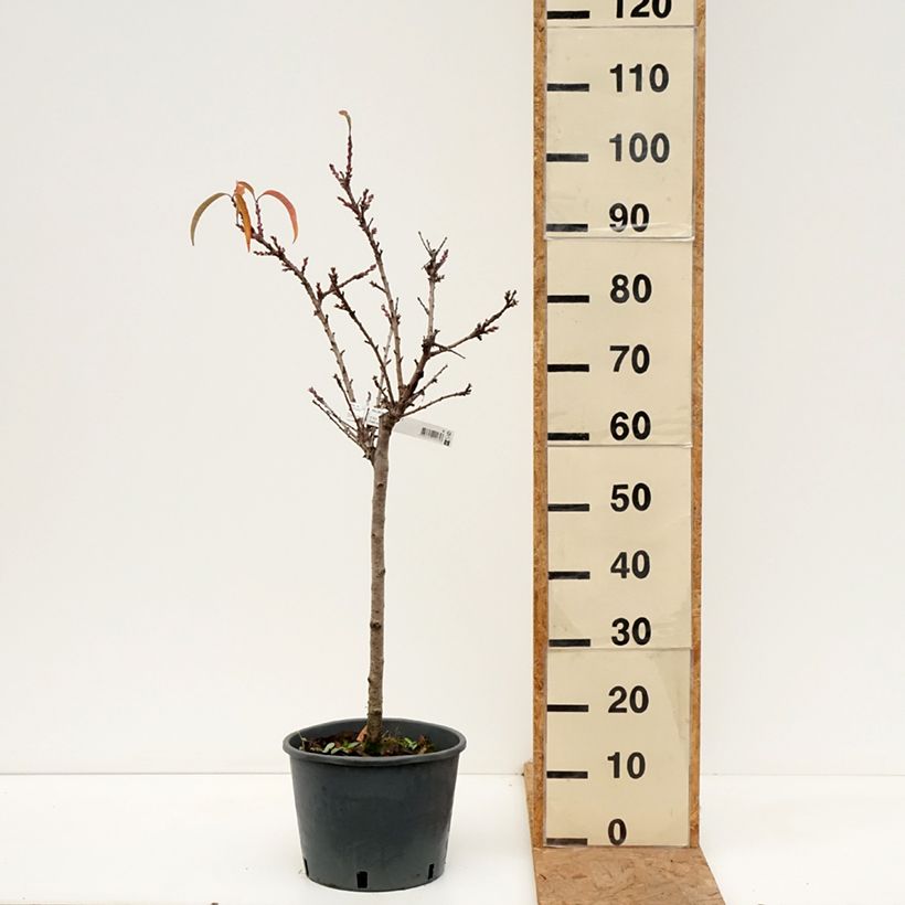 Prunus persica Bonanza - Dwarf Peach Tree 7.5L/10L pot, Quarter standard sample as delivered in autumn