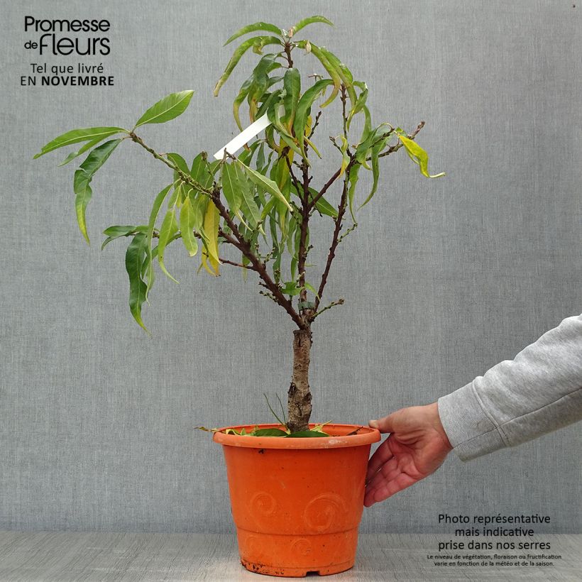 Prunus persica Diamond Zaipevi - Dwarf Peach 6L/7L pot, Dwarf sample as delivered in autumn