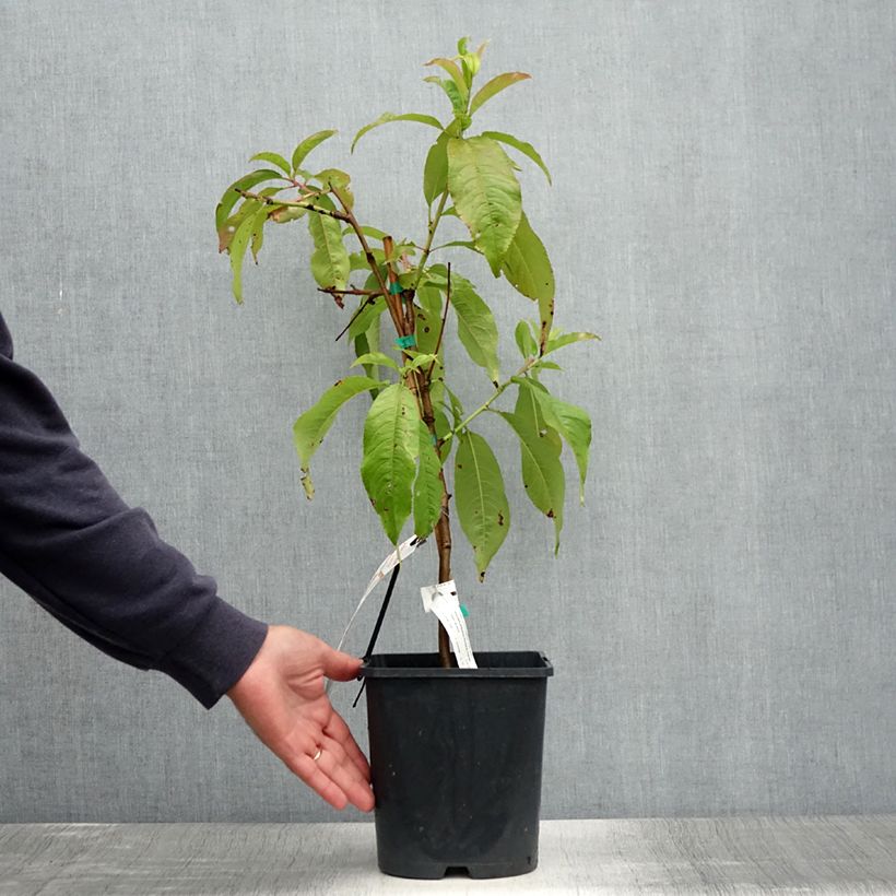 Prunus persica Fruit Me Peach Me Donut - Dwarf Nectarine Peach Tree 4L/5L pot, Dwarf sample as delivered in summer