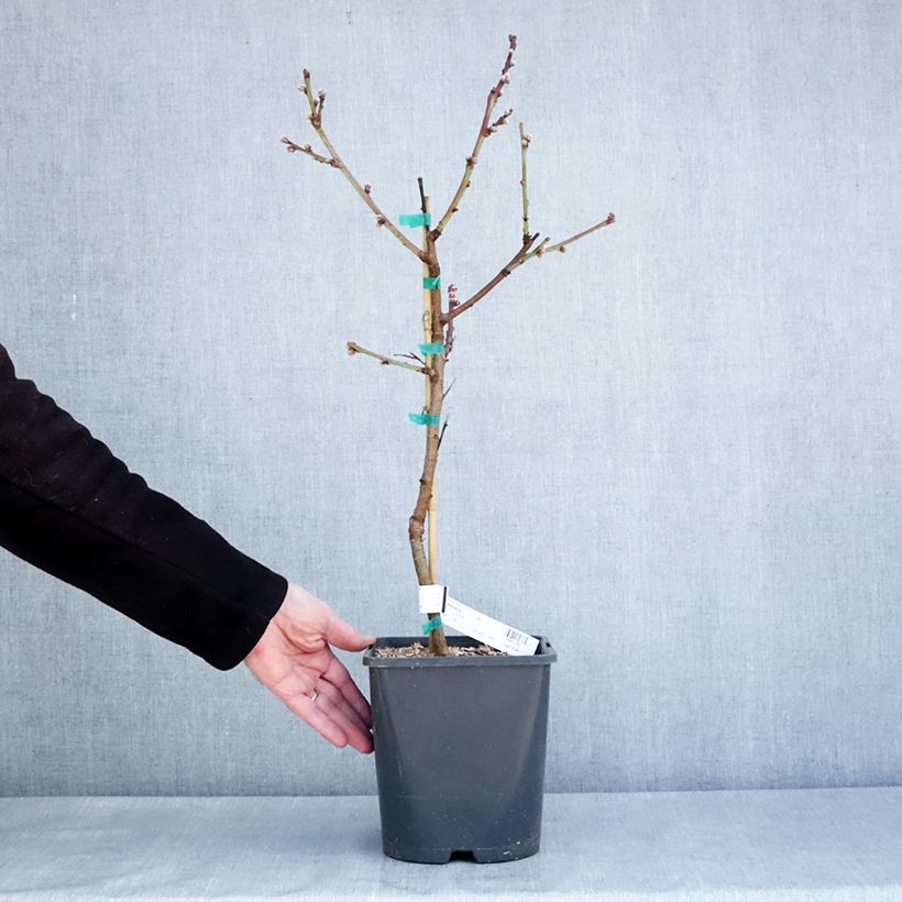 Prunus persica Fruit Me Peach Me Donut - Dwarf Nectarine Peach Tree 4L/5L pot, Dwarf sample as delivered in winter