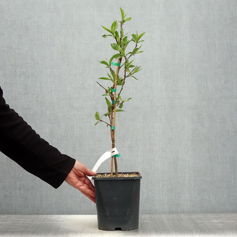 Prunus persica Fruit Me Peach Me Donut - Dwarf Nectarine Peach Tree 4L/5L pot, Dwarf sample as delivered in spring