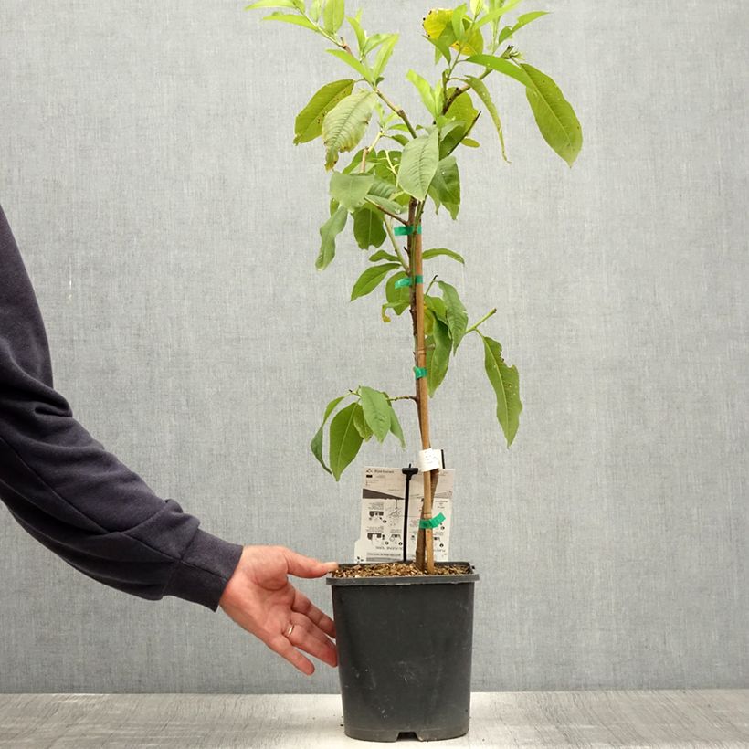 Prunus persica Fruit Me Peach Me Yellow - Dwarf Peach Tree 4L/5L pot, Dwarf sample as delivered in summer