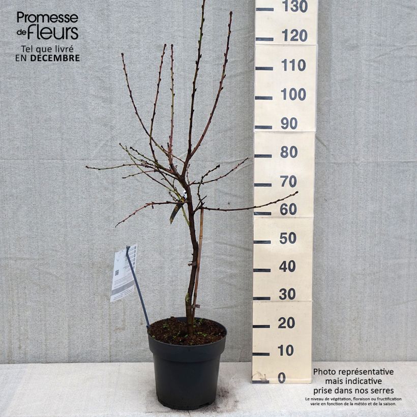 Prunus persica Ice Peach - Dwarf Peach Tree 7.5L/10L pot, Dwarf sample as delivered in autumn