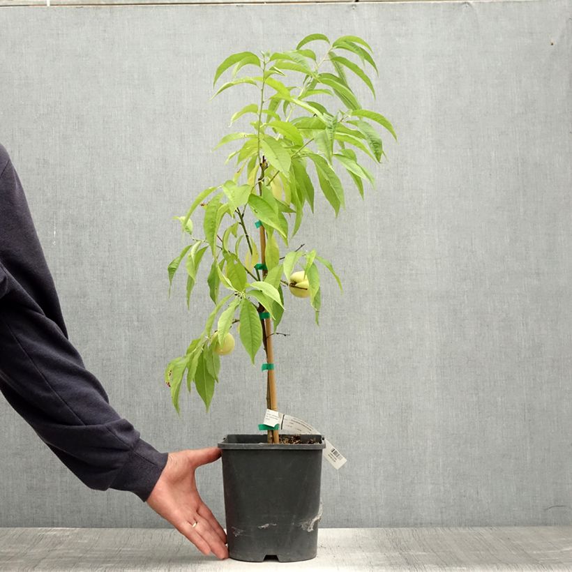 Prunus persica Ice Peach - Dwarf Peach Tree 4L/5L pot, Dwarf sample as delivered in summer