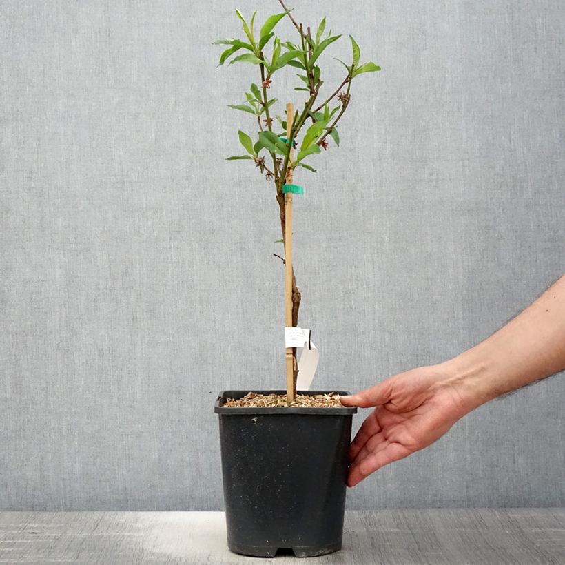 Prunus persica Fruit Me Necta Me - Dwarf Nectarine Peach Tree 4L/5L pot, Dwarf sample as delivered in spring
