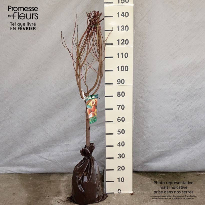 Prunus persica Orlandine - Peach Tree Ready-to-plant root ball, Goblet sample as delivered in winter