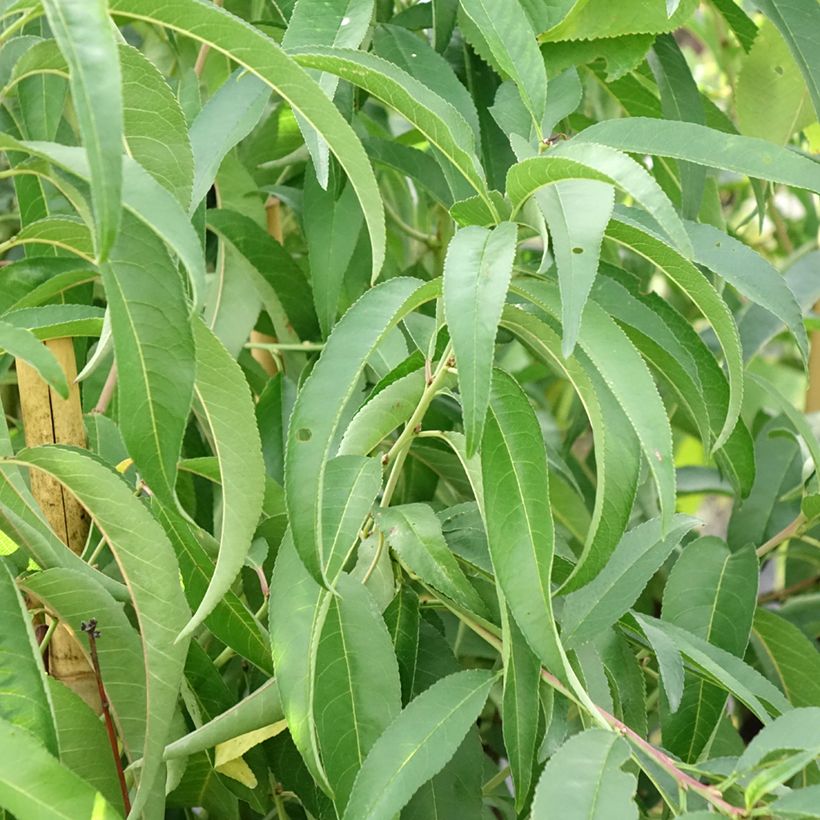 Prunus persica Platicarpa bianca - Flat Peach tree (Foliage)