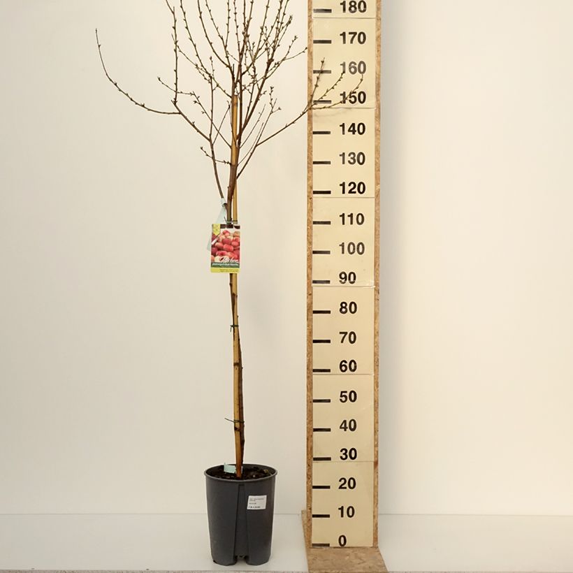 Prunus persica Platicarpa bianca - Flat Peach tree 7.5L/10L pot, Half standard sample as delivered in winter