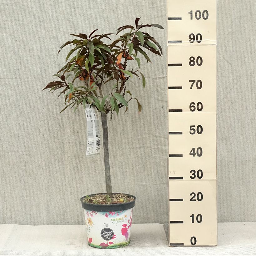 Prunus persica Dwarf Crimson Bonfire 6L/7L pot, Quarter standard sample as delivered in summer