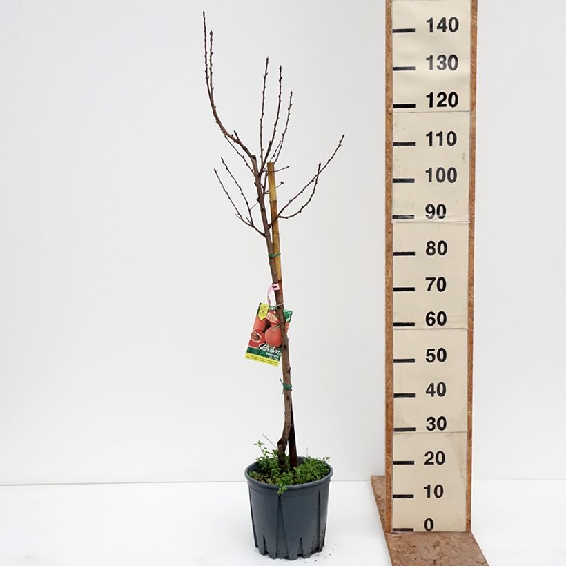 Prunus persica Sanguine - Peach Tree 7.5L/10L pot, Goblet sample as delivered in winter