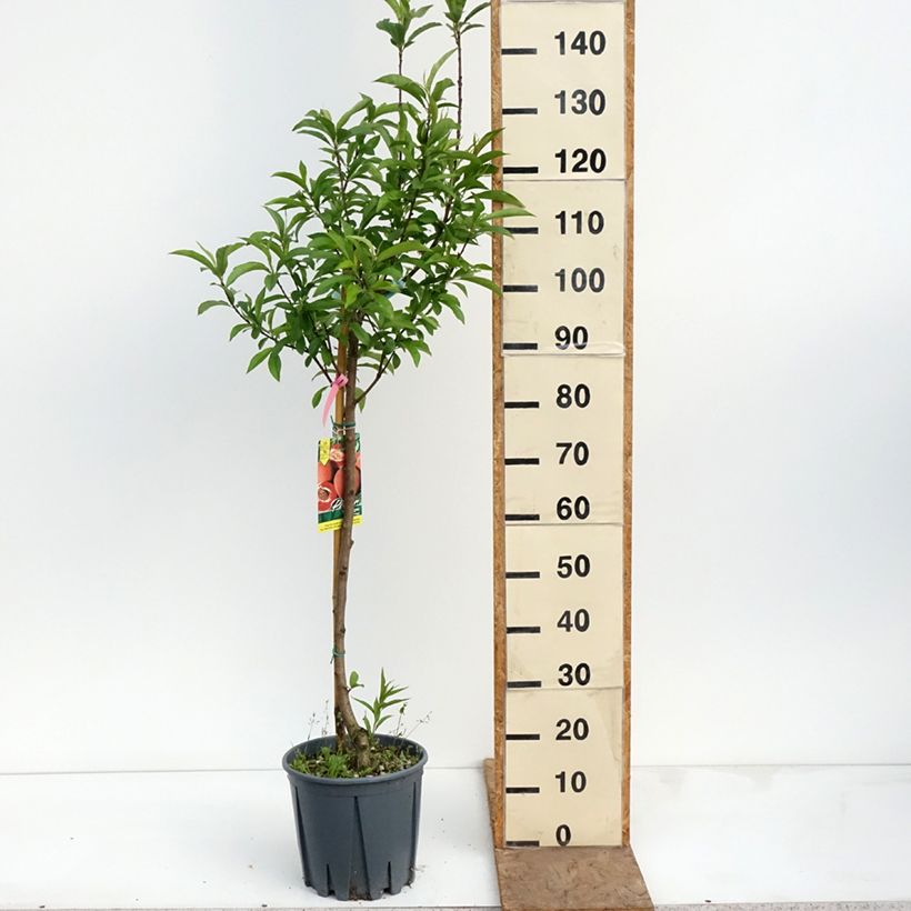 Prunus persica Sanguine - Peach Tree 7.5L/10L pot, Goblet sample as delivered in spring