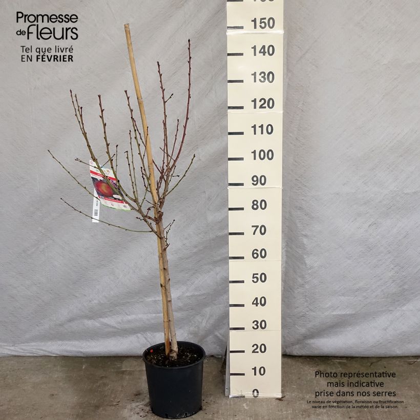 Prunus persica Redhaven - Peach Tree 7.5L/10L pot, Goblet sample as delivered in winter