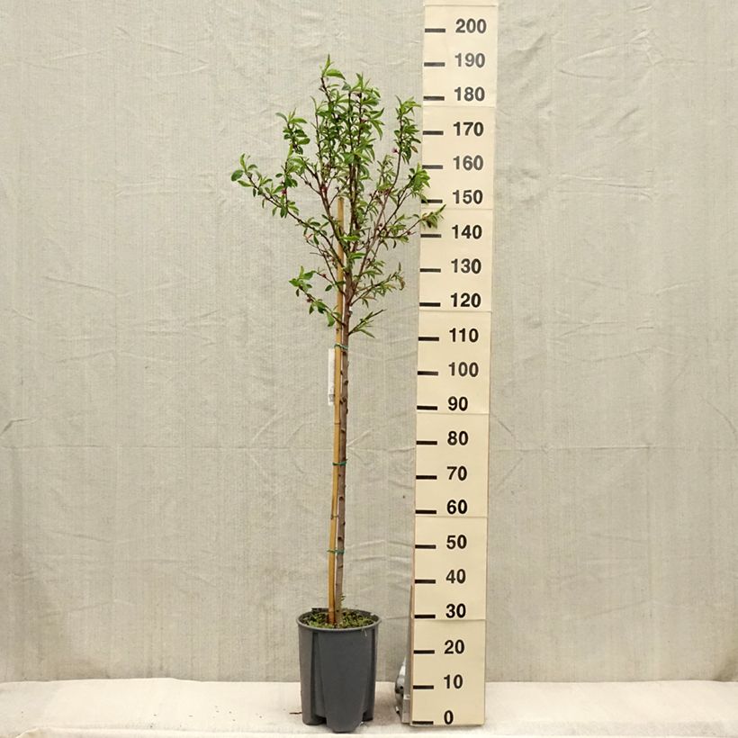 Prunus persica Redwing - Peach Tree 7.5L/10L pot, Half standard sample as delivered in spring
