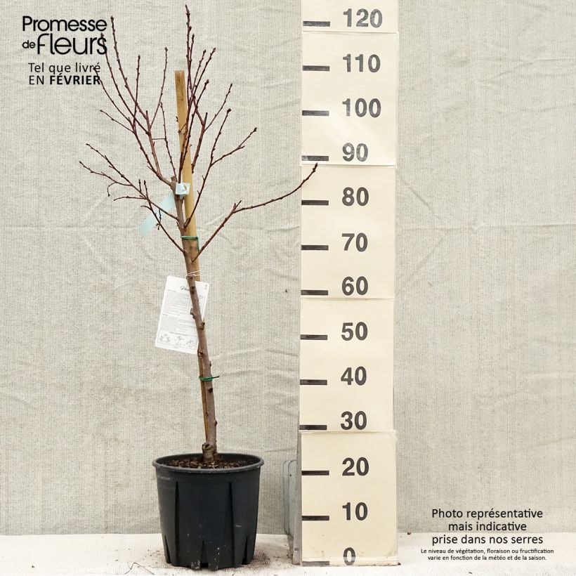 Prunus persica Queen of Orchards - Peach Tree 7.5L/10L pot, Goblet sample as delivered in winter