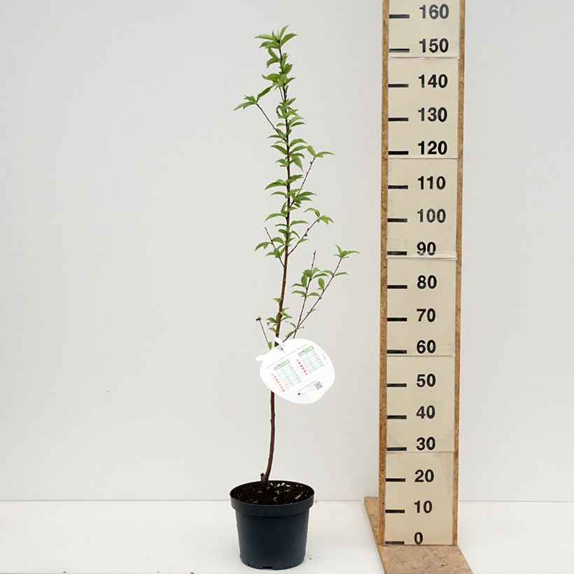 Prunus persica Queen of Orchards - Peach Tree 7.5L/10L pot, Goblet sample as delivered in spring