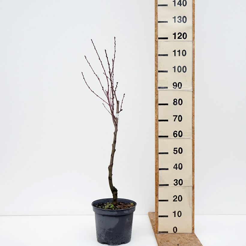 Prunus persica Queen of Orchards - Peach Tree 7.5L/10L pot, Goblet sample as delivered in autumn