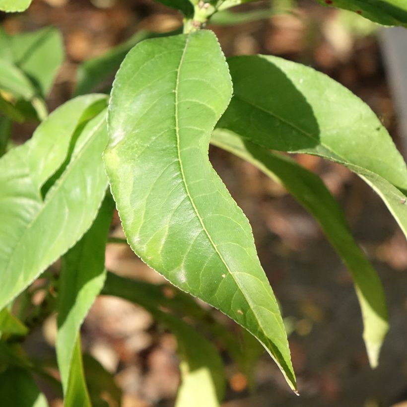 Prunus persica Queen of Orchards - Peach Tree (Foliage)