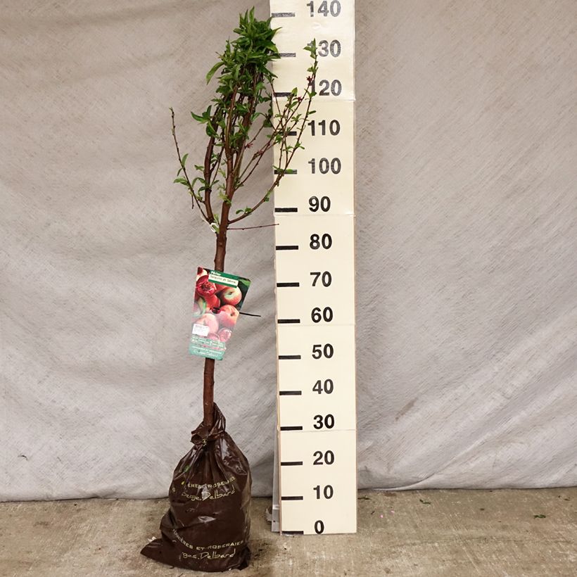 Prunus persica Sanguine de Savoie Peach - Peach Tree Ready-to-plant root ball, Goblet sample as delivered in spring