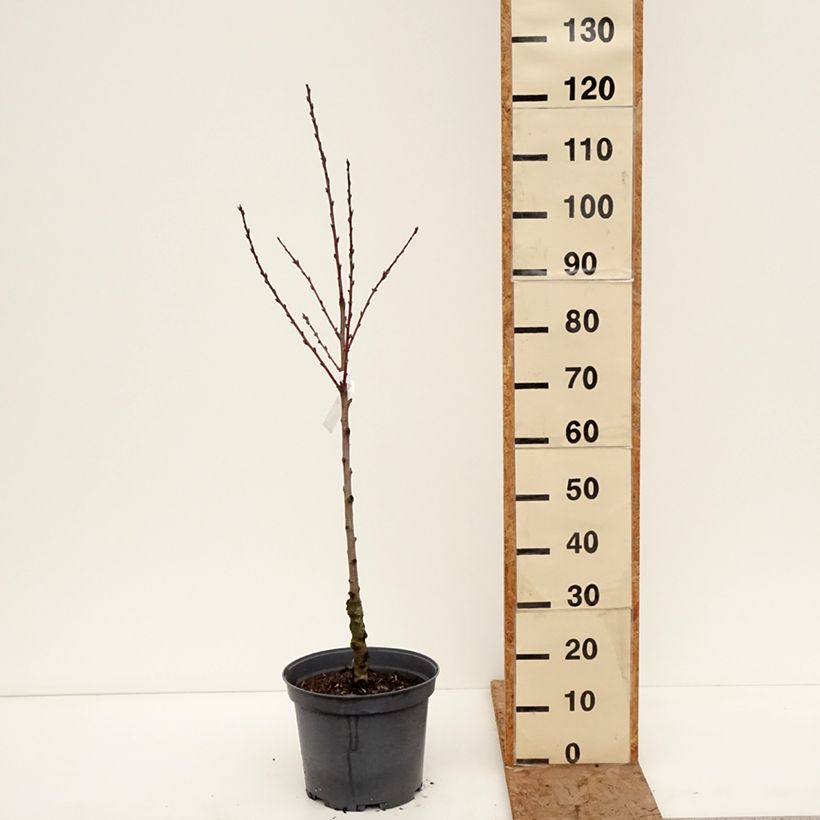 Prunus persica Sanguine - Vineyard Peach Tree 7.5L/10L pot, Goblet sample as delivered in winter
