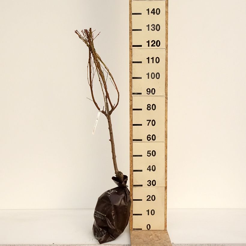 Prunus persica Saturn - Flat Peach Tree Ready-to-plant root ball, Goblet sample as delivered in spring