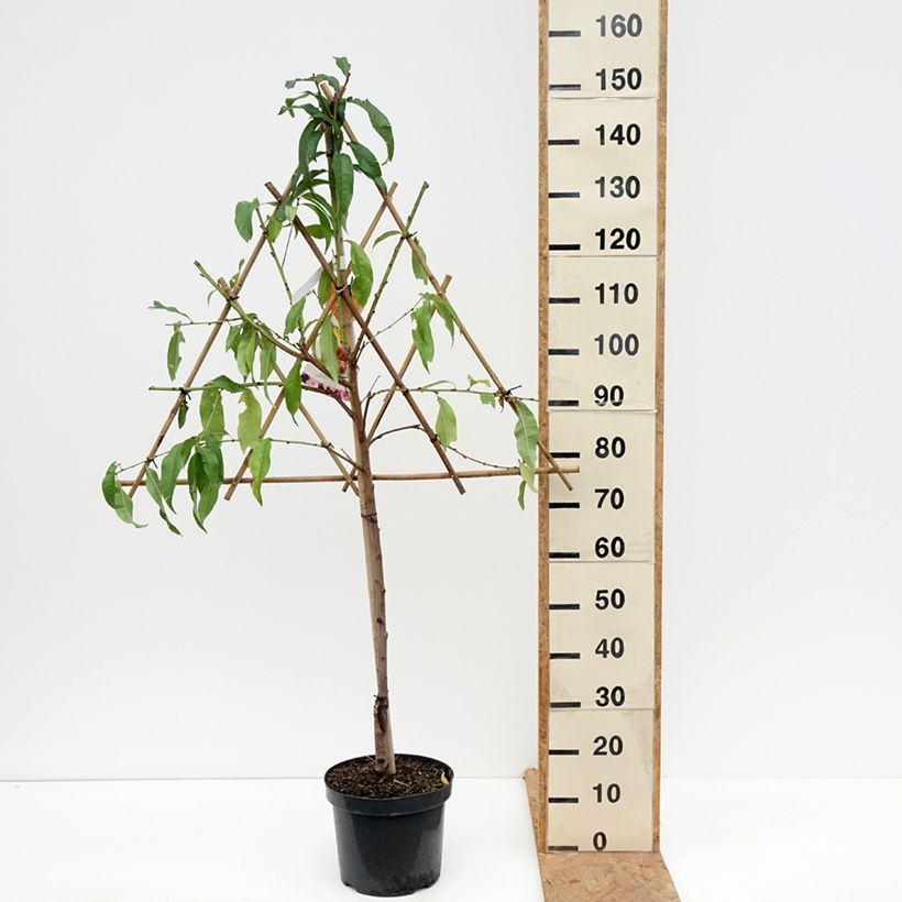 Prunus persica Saturn - Flat Peach Tree 7.5L/10L pot sample as delivered in autumn