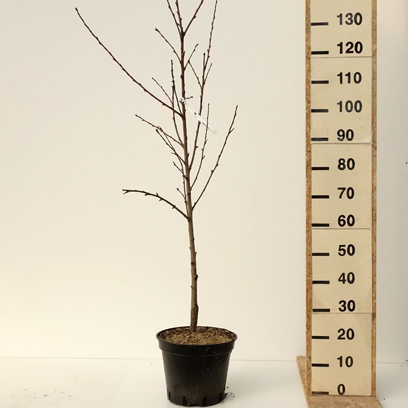 Prunus persica Saturn - Flat Peach Tree 7.5L/10L pot sample as delivered in winter