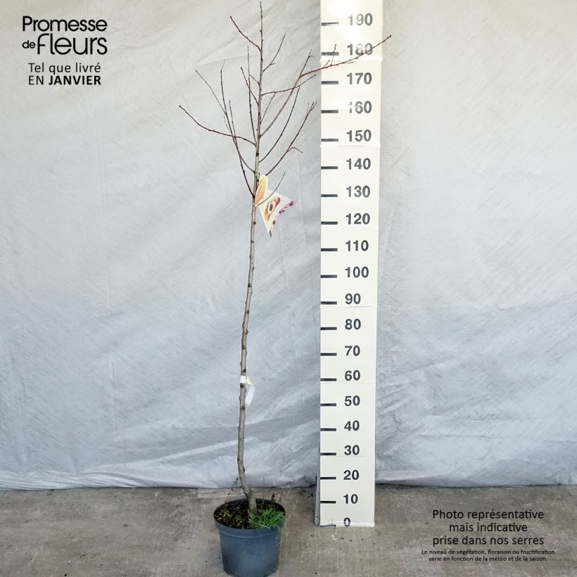Prunus persica Suncrest - Peach Tree 7.5L/10L pot, Half standard sample as delivered in winter