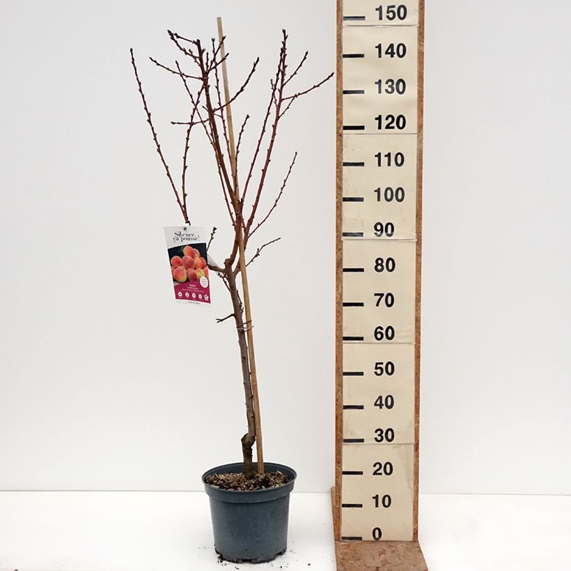Prunus persica Teton de Venus - Peach Tree 7.5L/10L pot, Goblet sample as delivered in winter