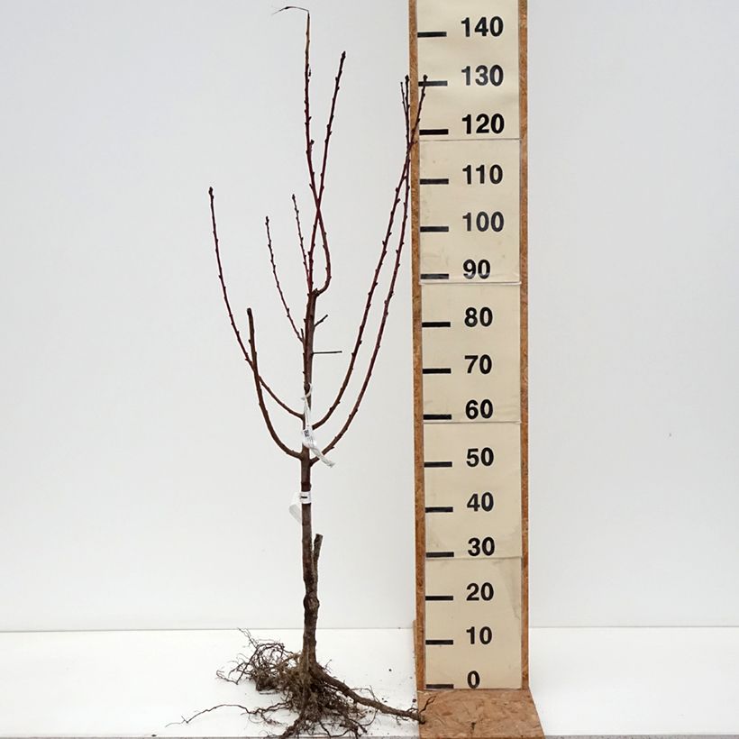 Prunus persica Triumph - Peach Tree Bare root, Goblet sample as delivered in winter