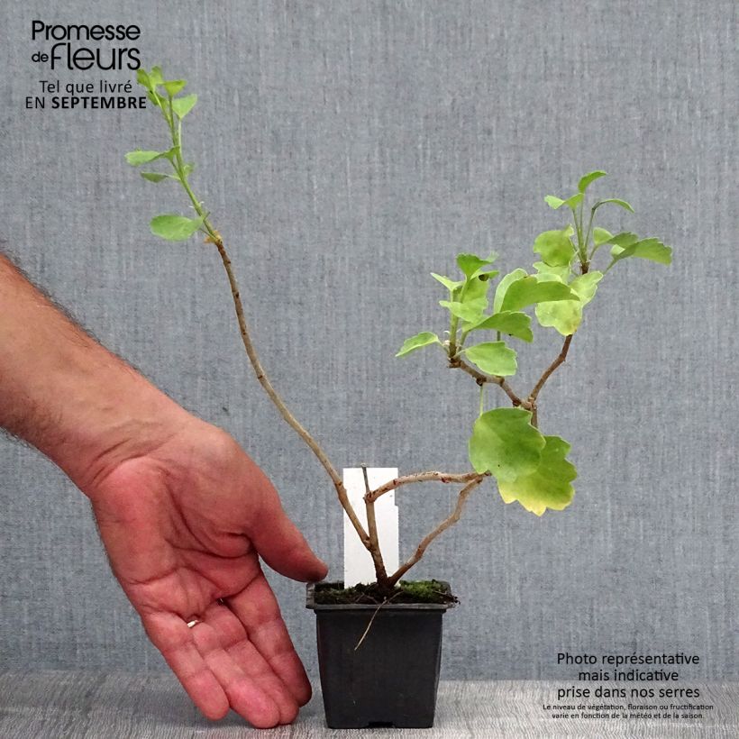 Pelargonium acetosum 8/9 cm pot sample as delivered in autumn