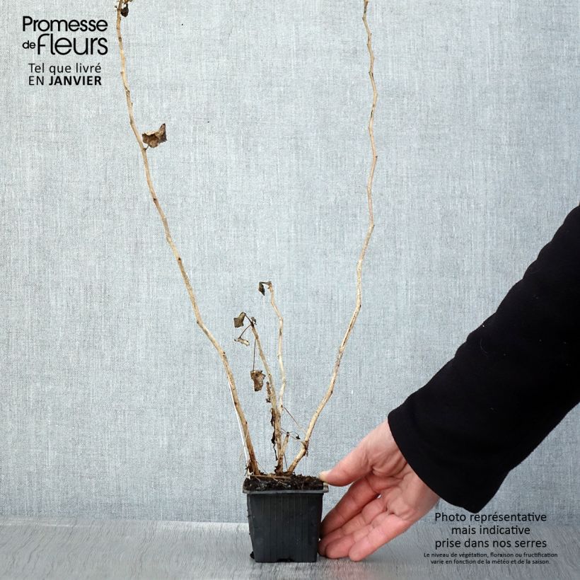 Pelargonium acetosum 8/9 cm pot sample as delivered in winter