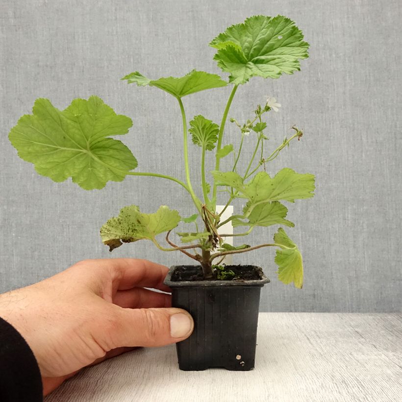 Pelargonium album  8/9 cm pot sample as delivered in spring
