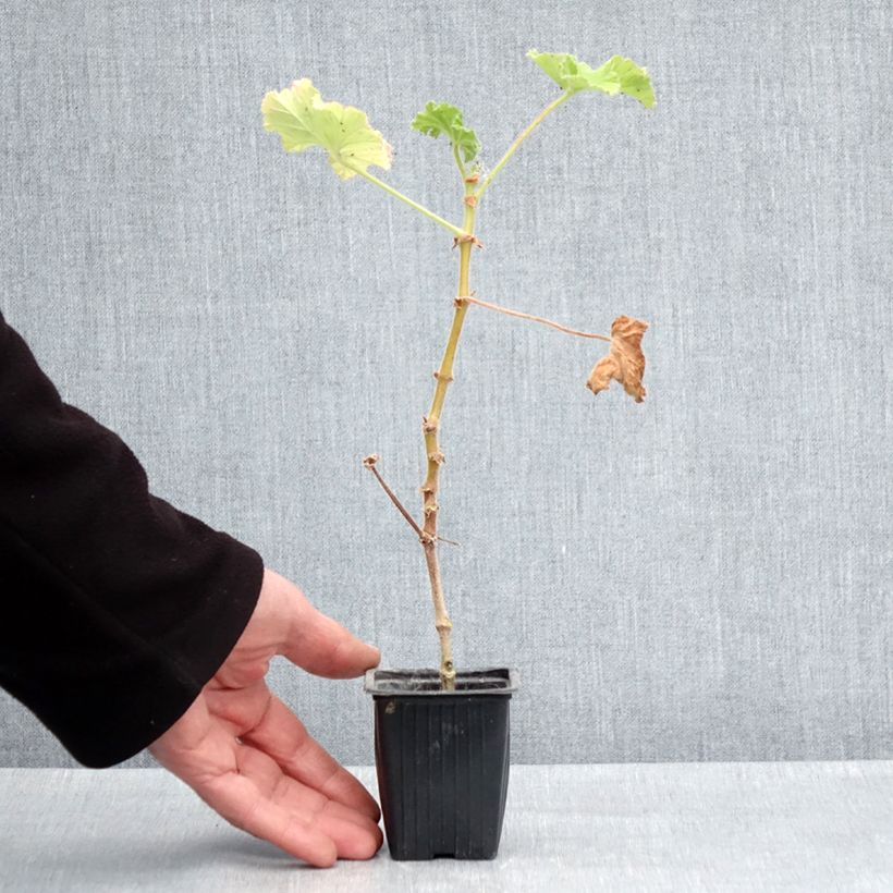 Pelargonium Atomic Snowflake 7/8 cm pot sample as delivered in spring