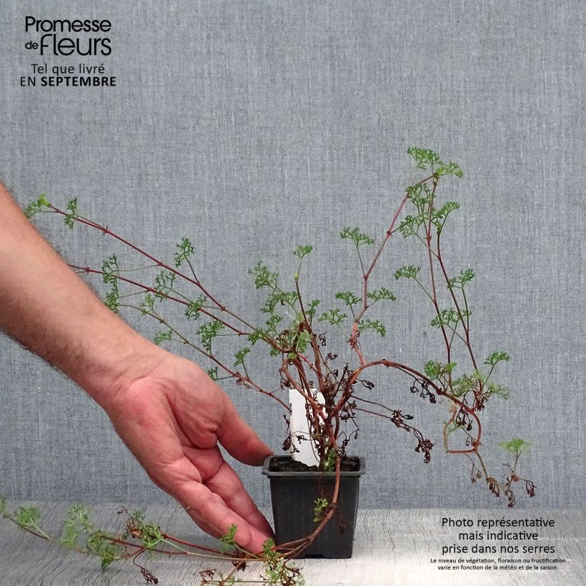 Pelargonium fruticosum 8/9 cm pot sample as delivered in autumn