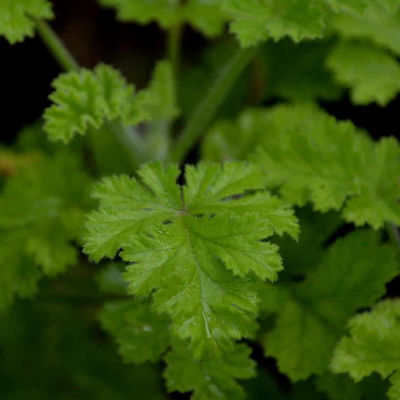 Pelargonium Concolour Lace (Foliage)
