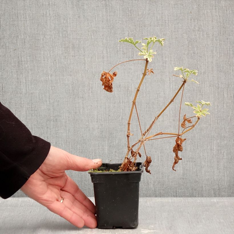 Pelargonium graveolens Grey Lady Plymouth 7/8 cm pot sample as delivered in winter