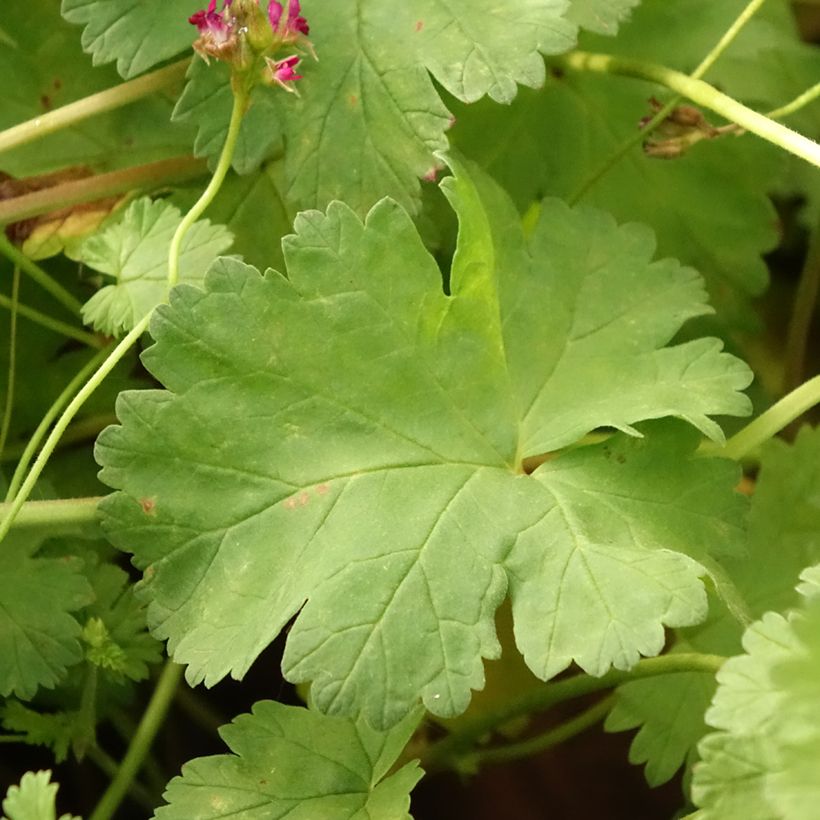 Pelargonium grossularioides (Foliage)