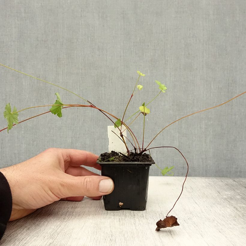 Pelargonium grossularioides  8/9 cm pot sample as delivered in autumn