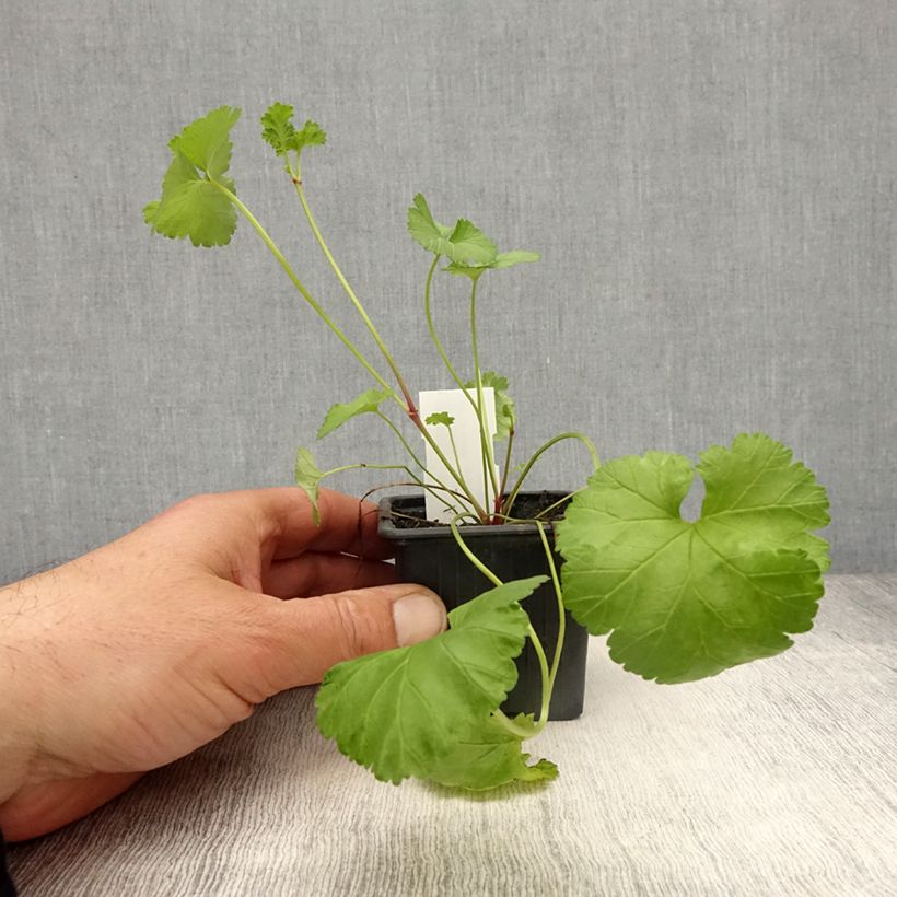 Pelargonium grossularioides  8/9 cm pot sample as delivered in spring