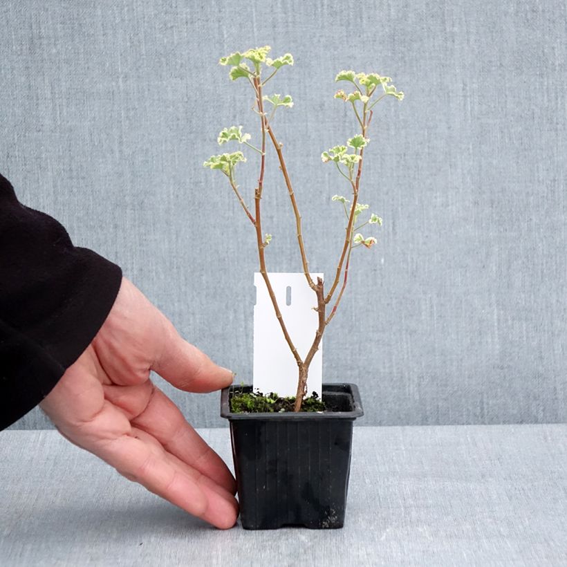 Pelargonium crispum Variegatum 7/8 cm pot sample as delivered in spring