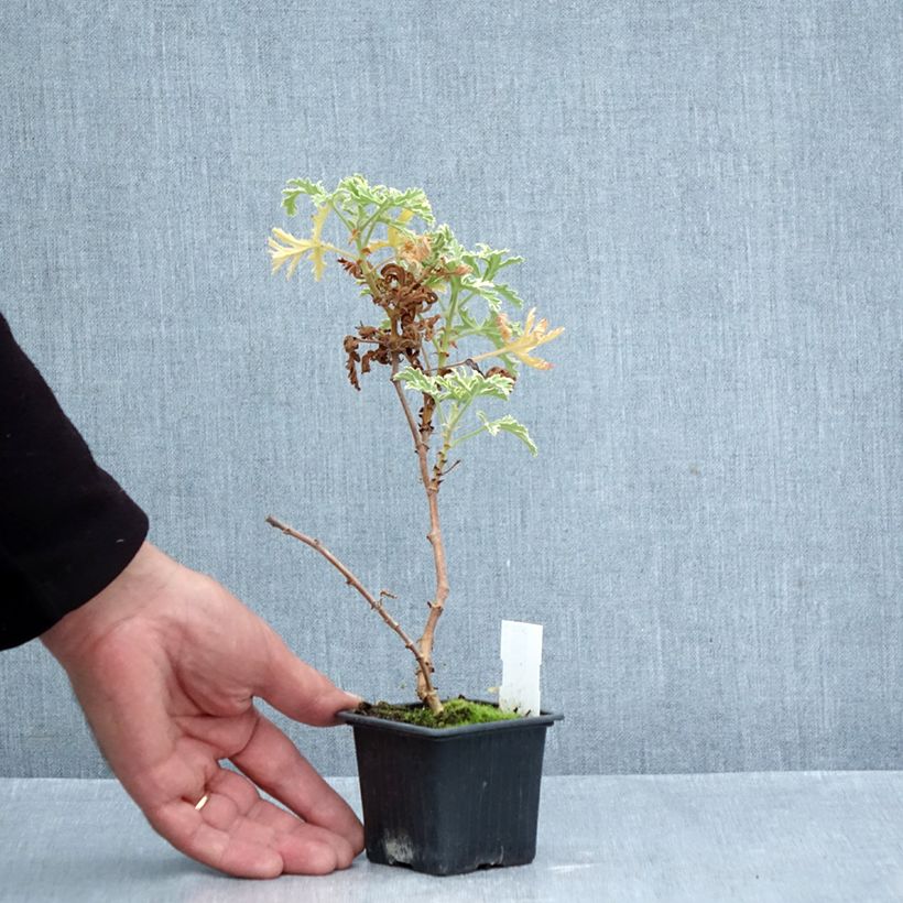 Pelargonium graveolens 'Lady Plymouth' 8/9 cm pot sample as delivered in autumn