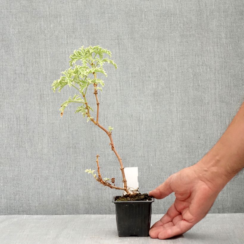 Pelargonium graveolens 'Lady Plymouth' 8/9 cm pot sample as delivered in summer