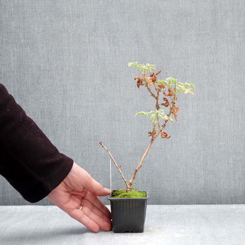 Pelargonium graveolens 'Lady Plymouth' 8/9 cm pot sample as delivered in winter
