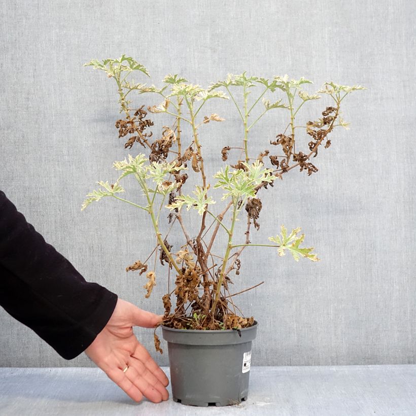 Pelargonium graveolens 'Lady Plymouth' 1.5L/2L pot sample as delivered in winter